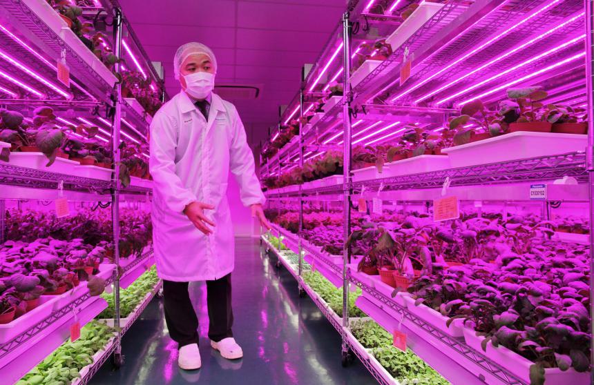 High-tech indoor vegetable farm in Singapore